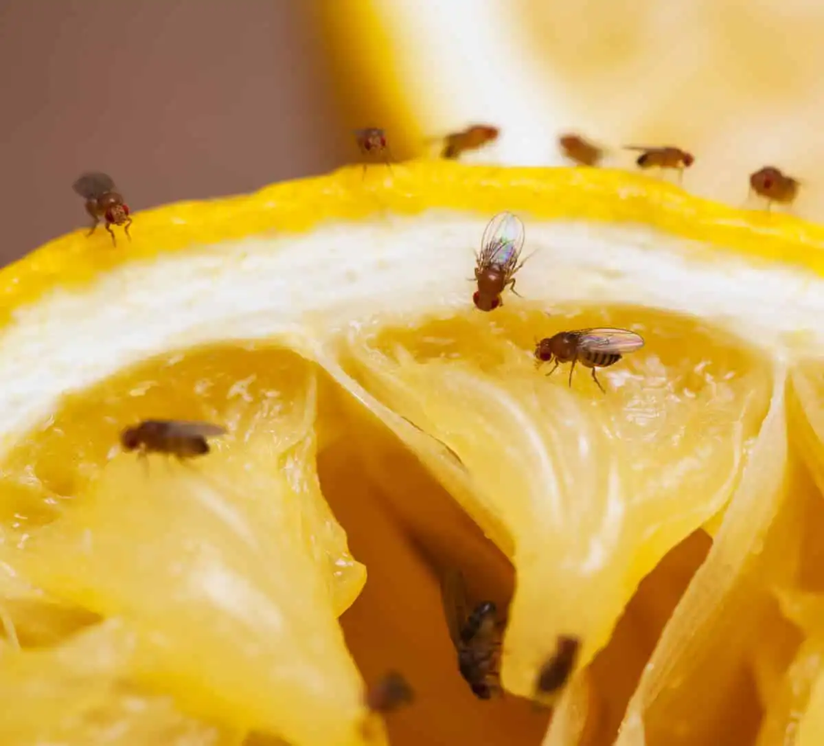 how to get rid of fruit flies