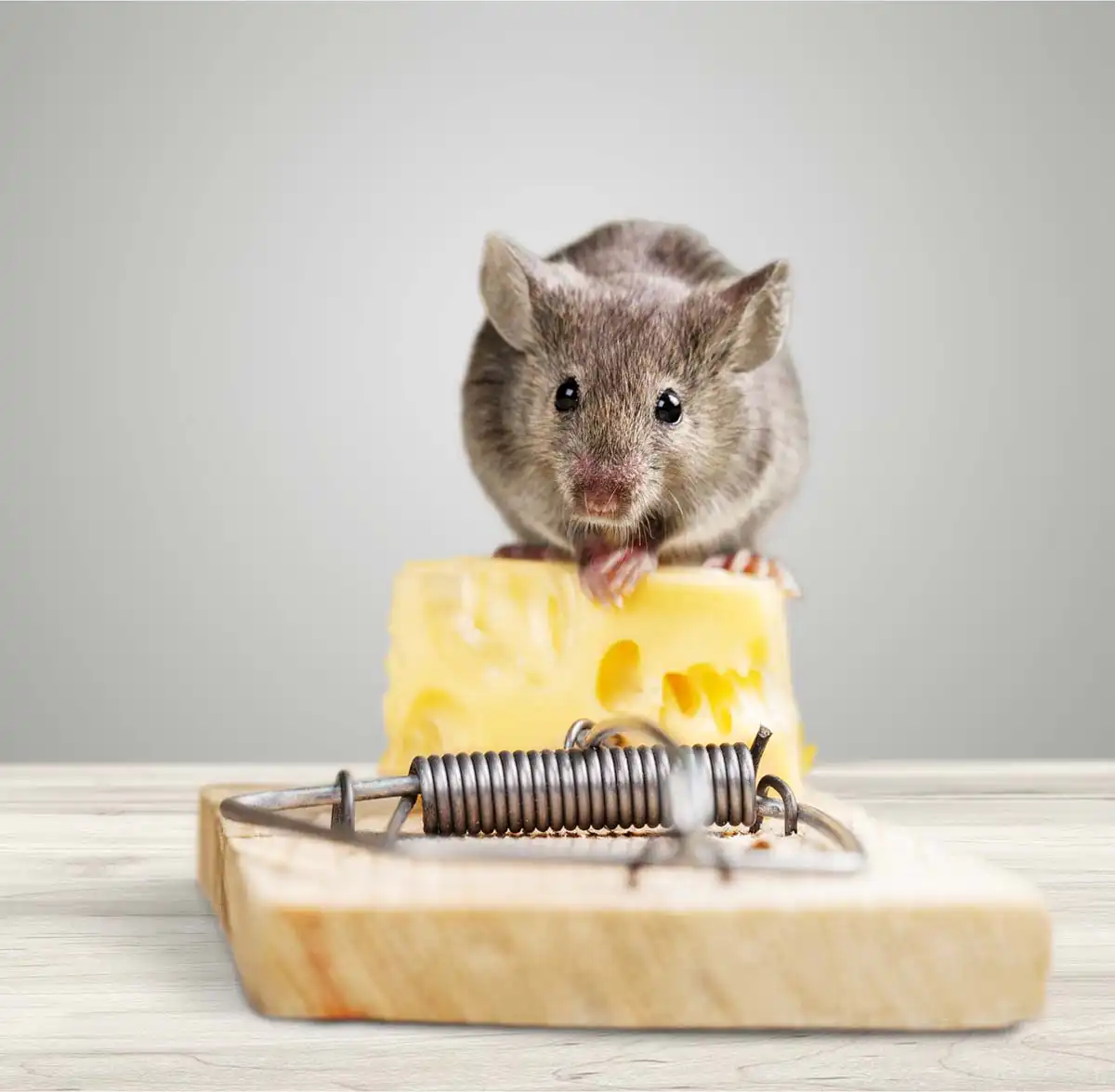 how to permanently get rid of mice