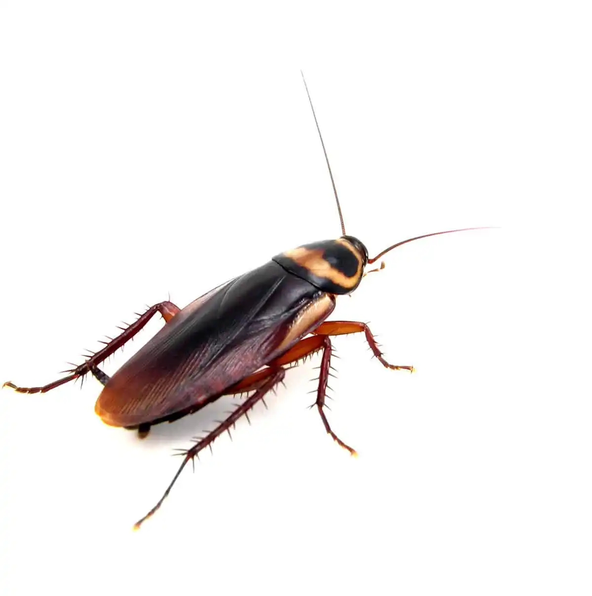 types of roaches in missouri