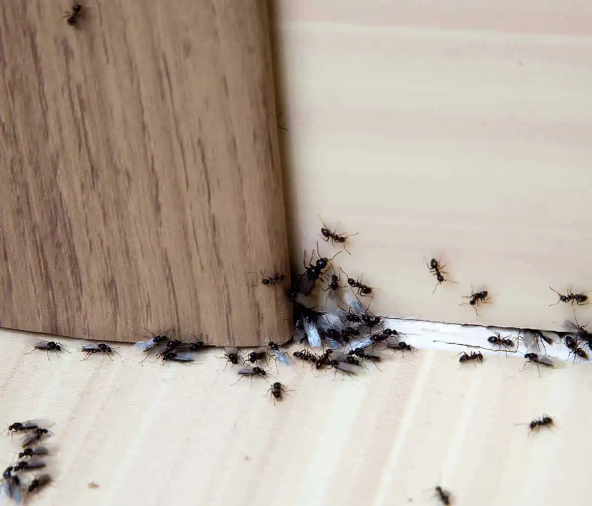 ant exterminator st louis
