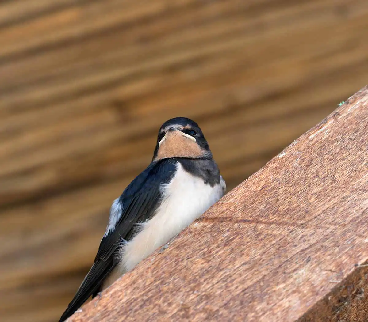 birds nesting in your attic