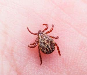 Ticks and Lyme Disease Facts