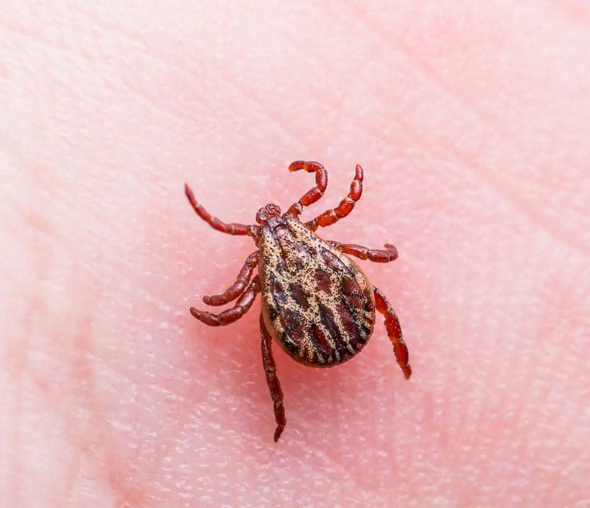 facts about ticks and lyme disease