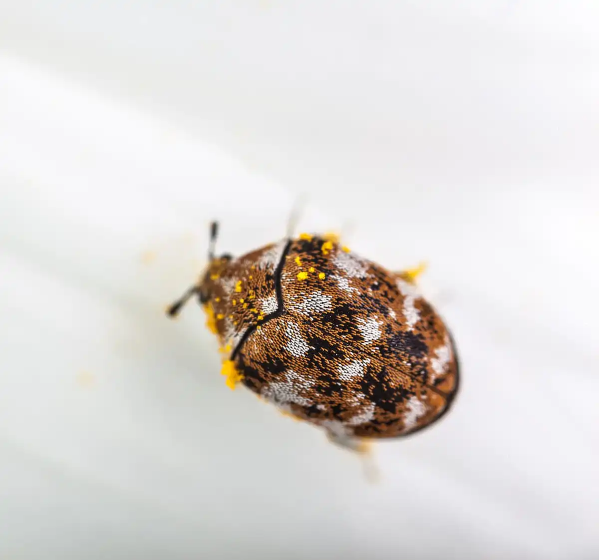 how to get rid of carpet beetles