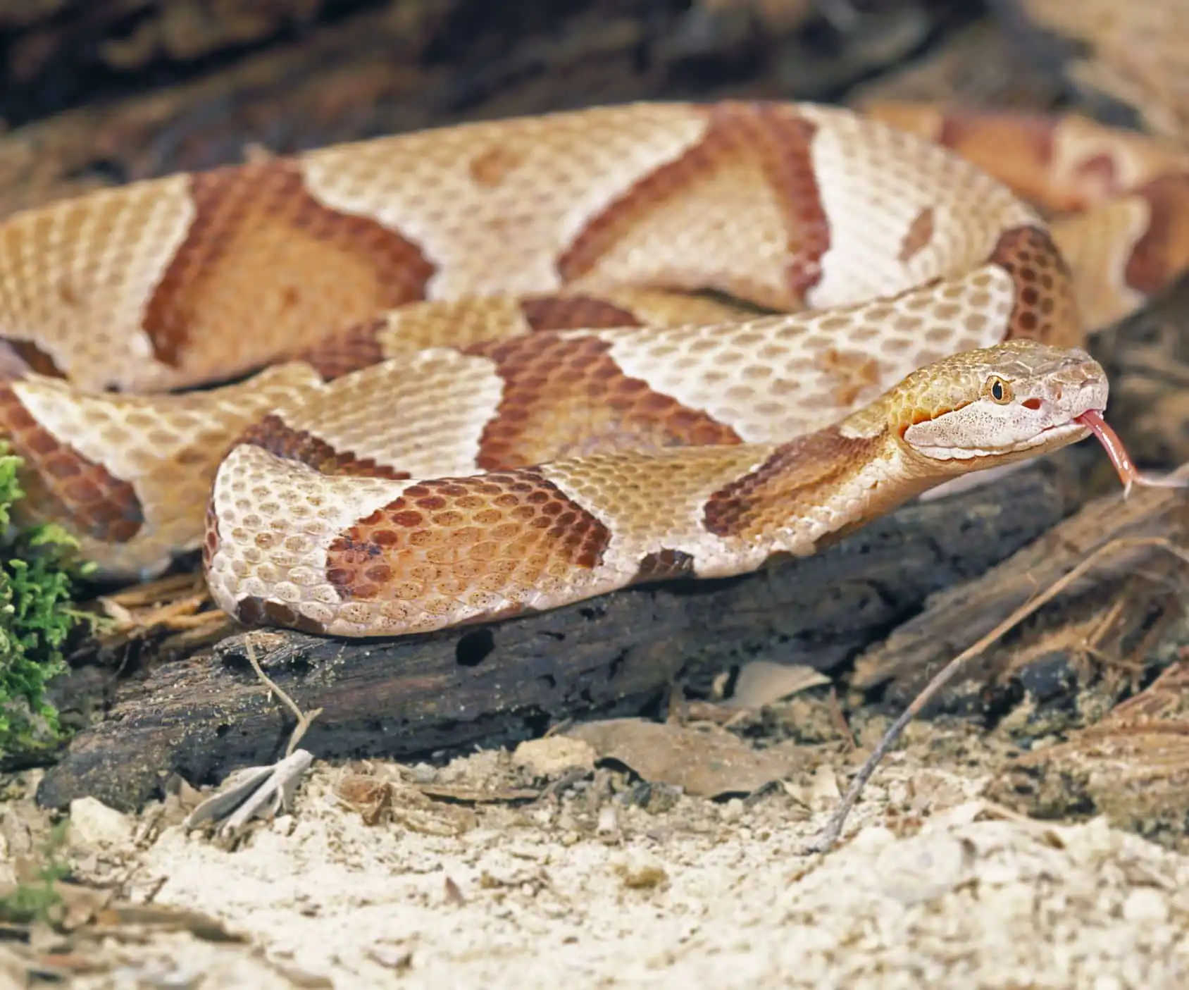 snake removal pest control