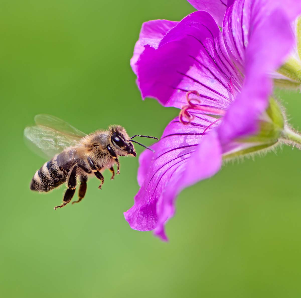 Bee Control Services