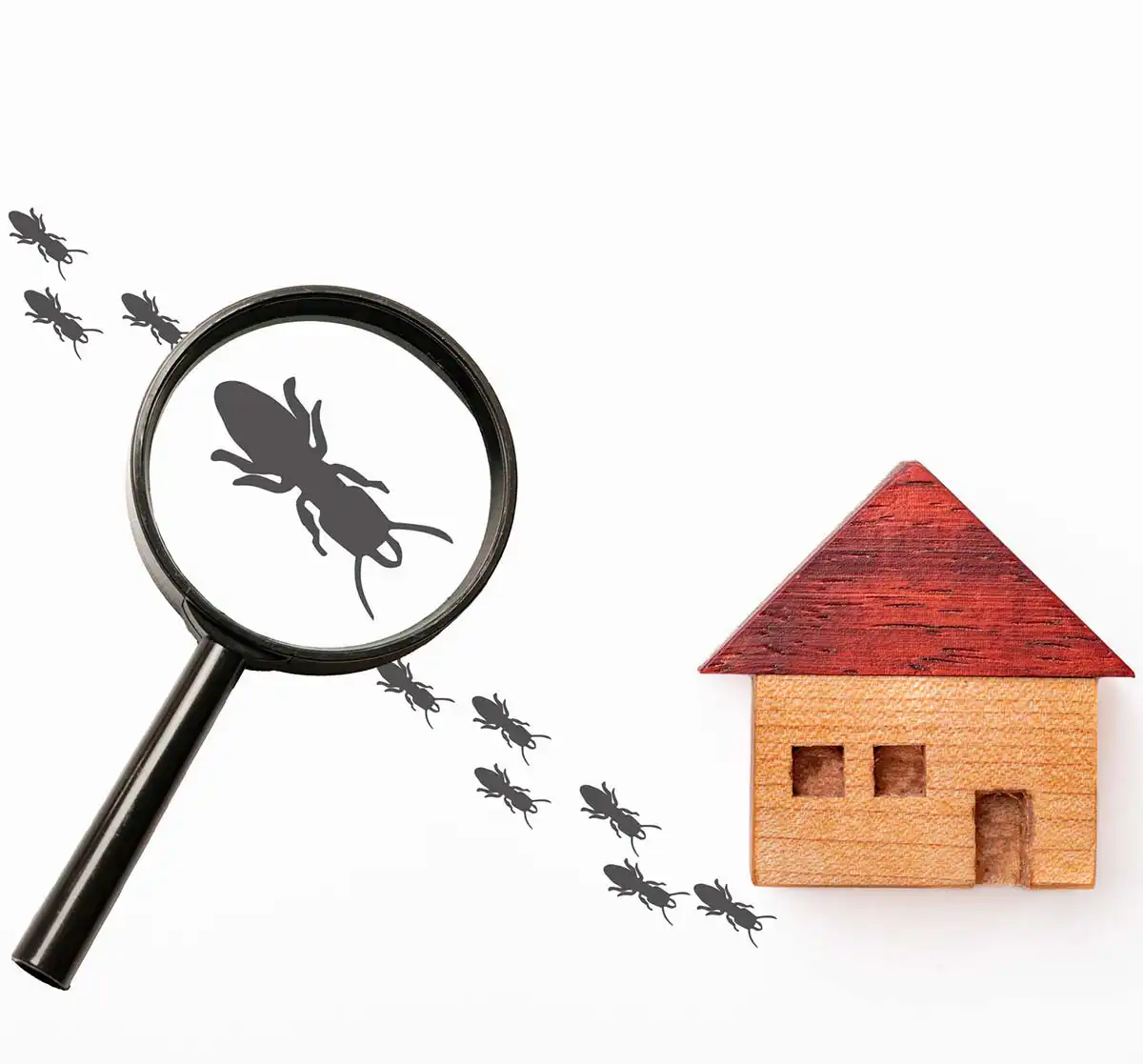 common household pests