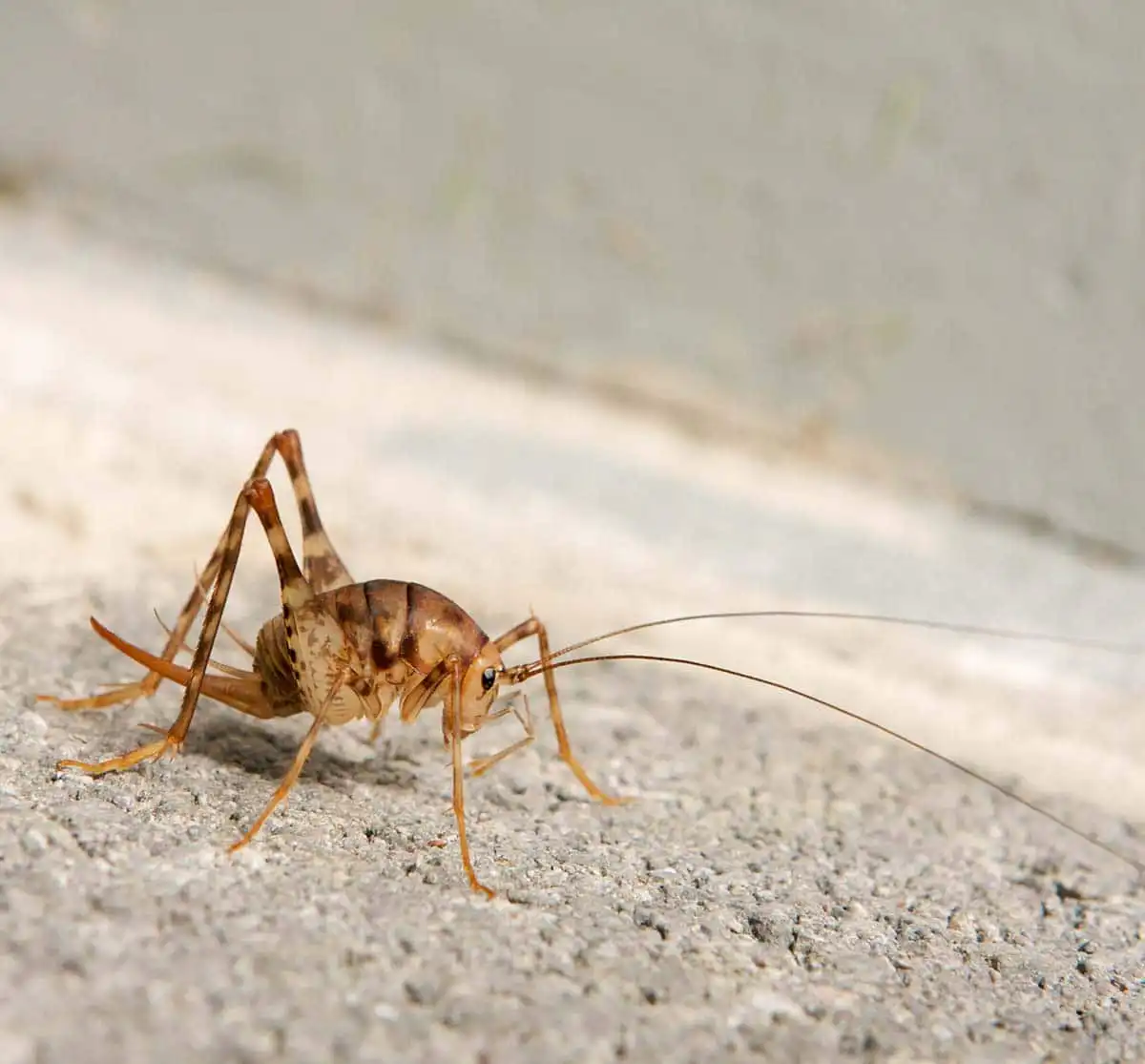 cricket pest control kc