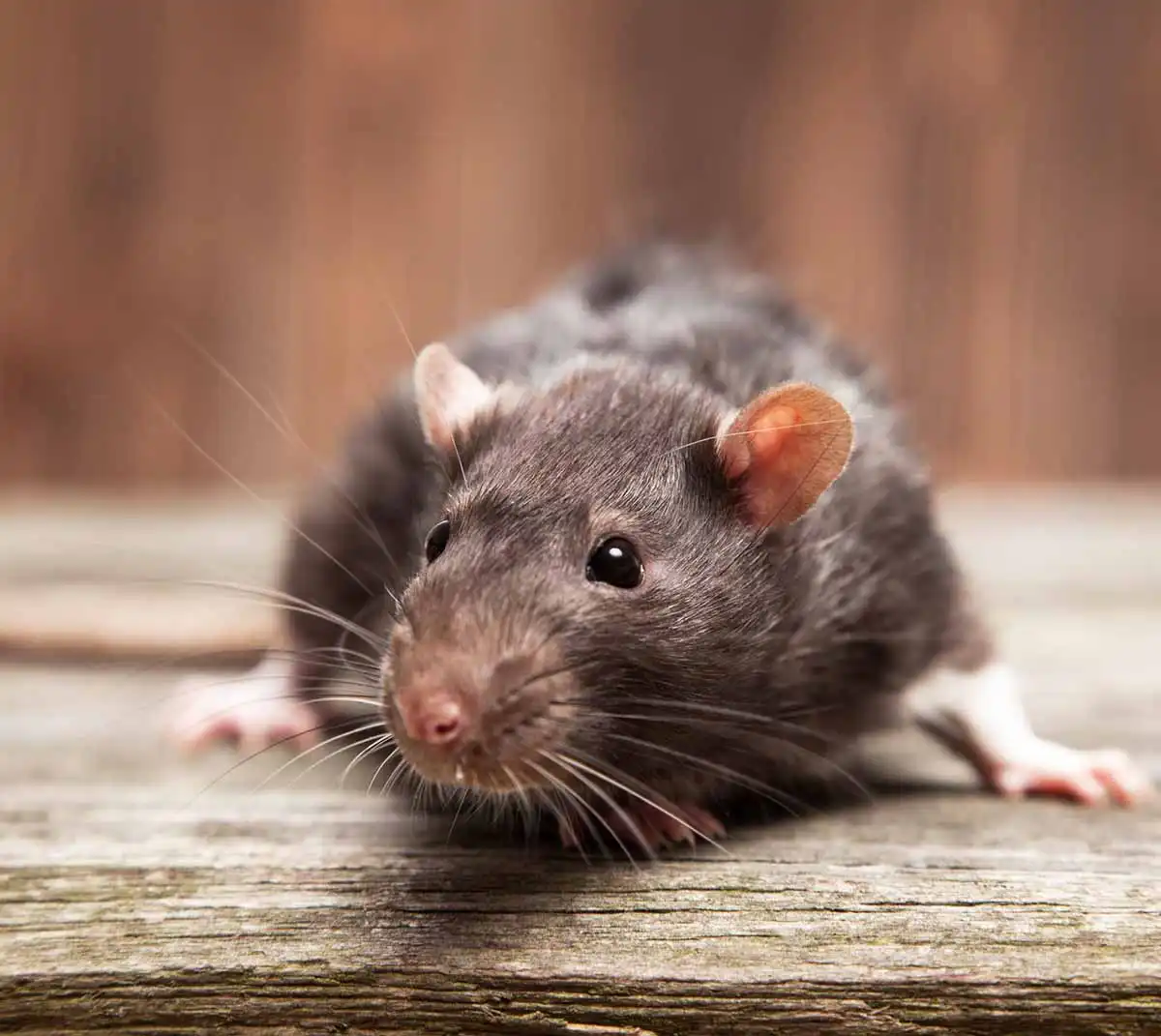 how to detect rats in walls