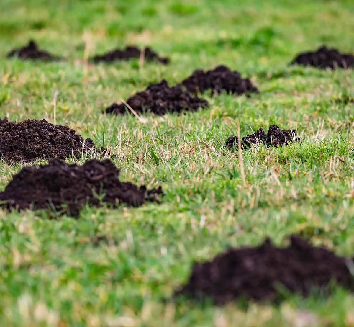 mole pest control st louis