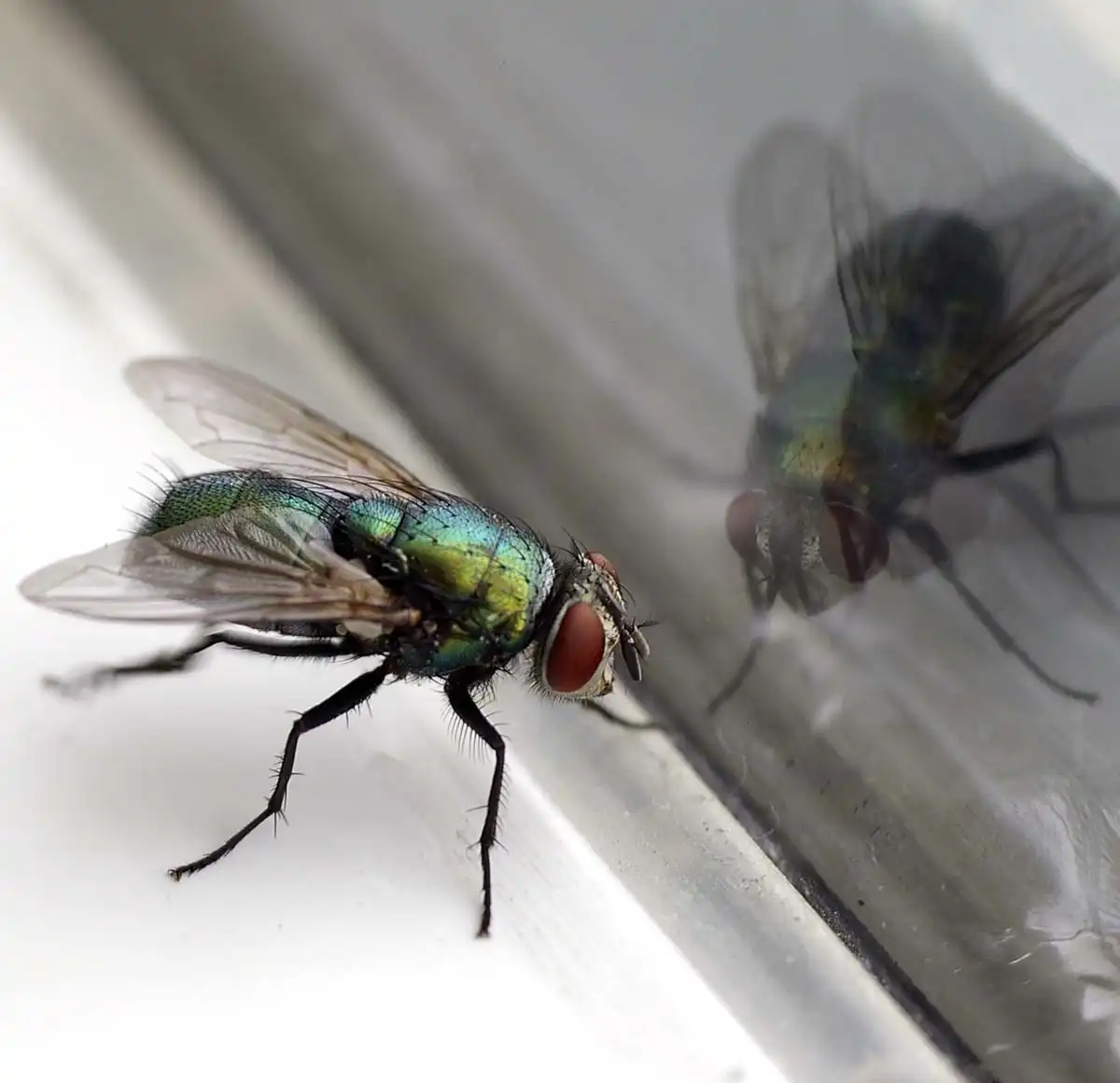 fly control services st louis