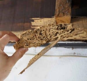 Termite Prevention and Treatment