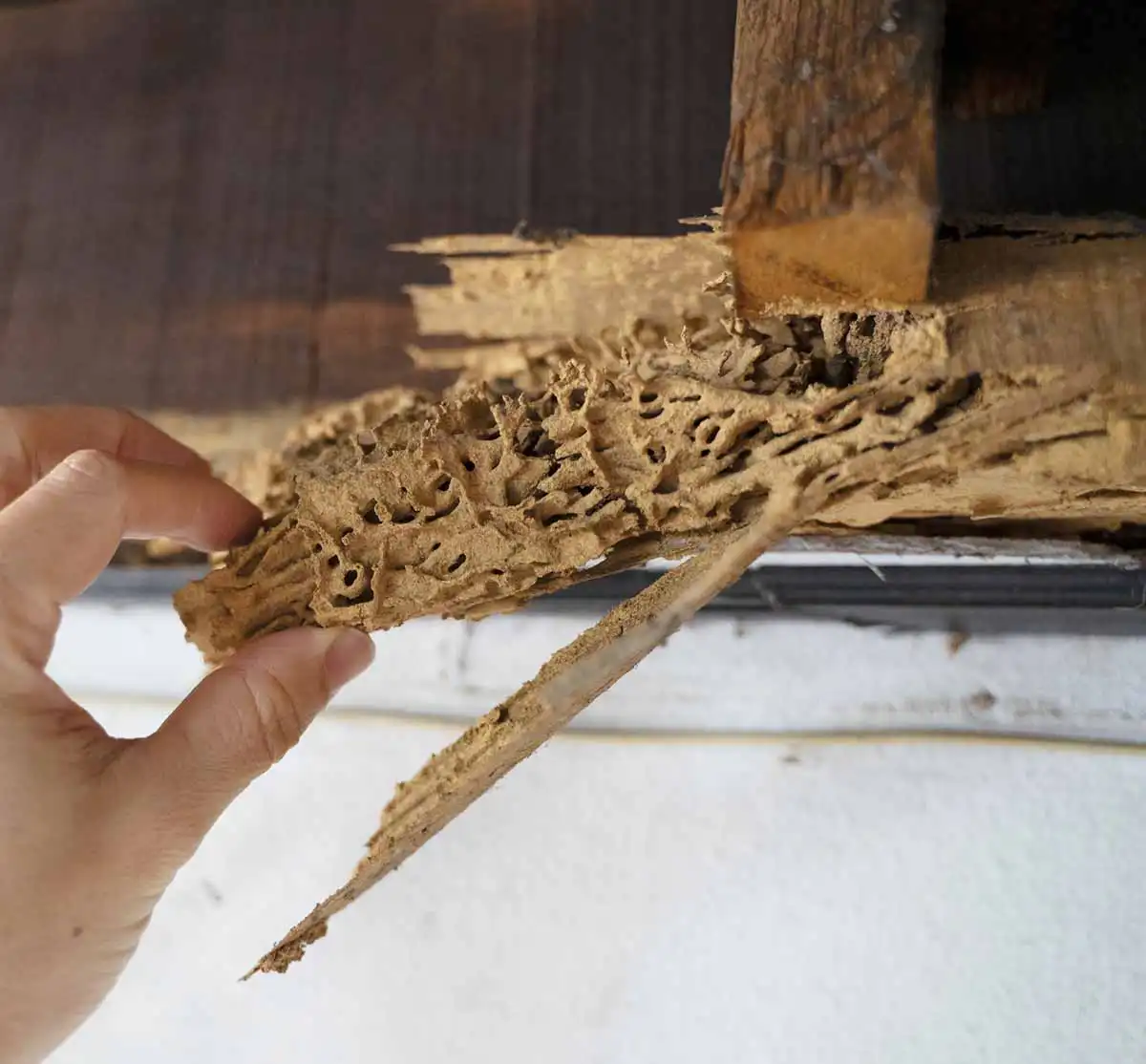 termite prevention and treatment