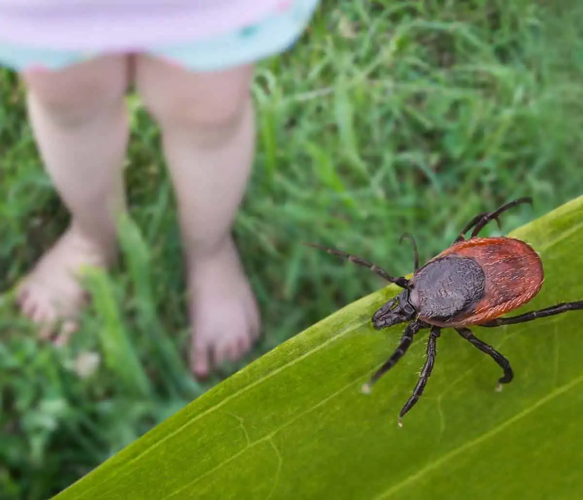 tick control services