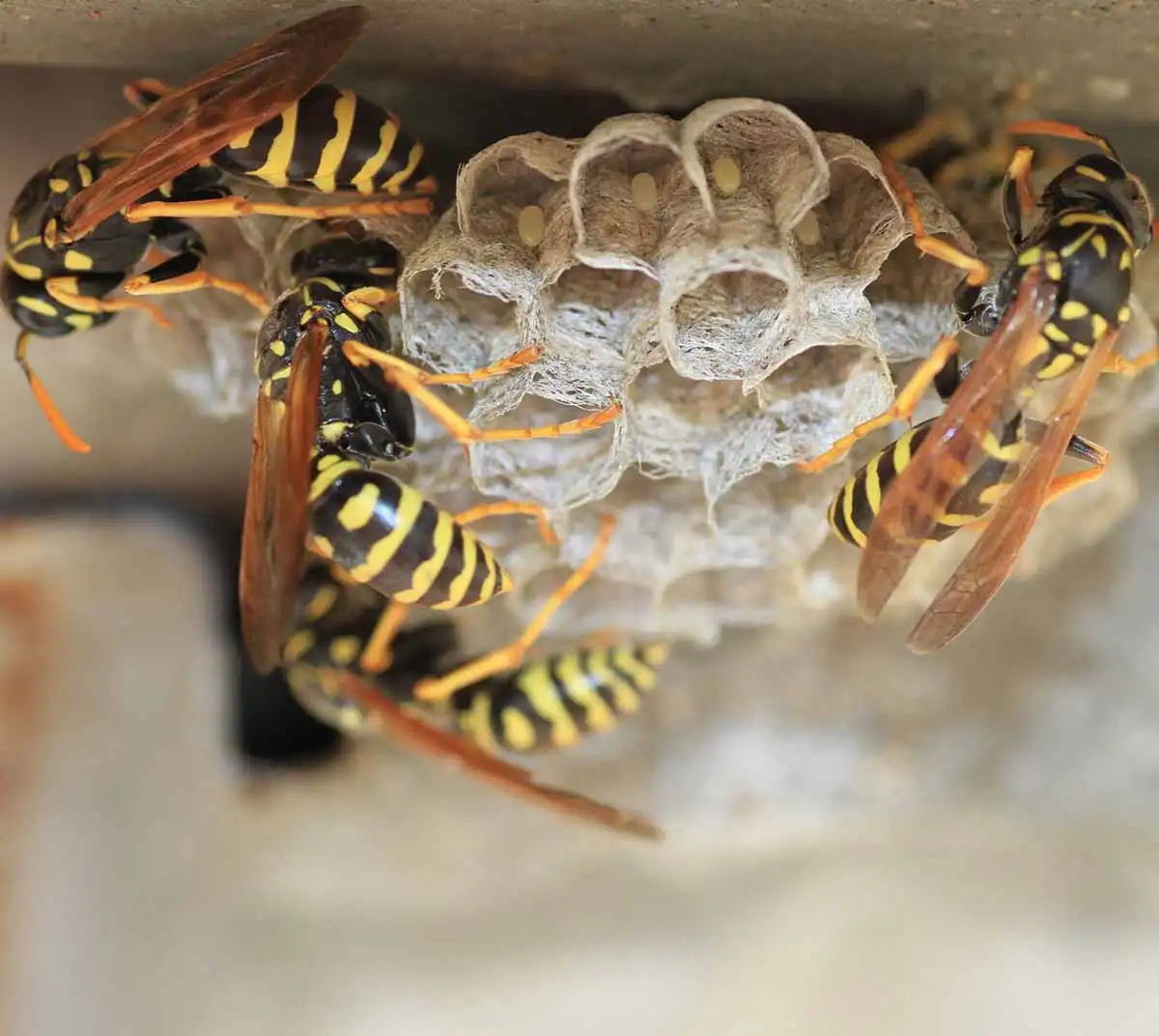 wasp pest control