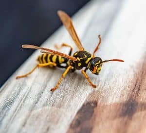Are Wasps Dangerous