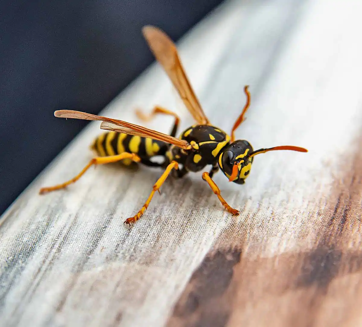 are wasps dangerous