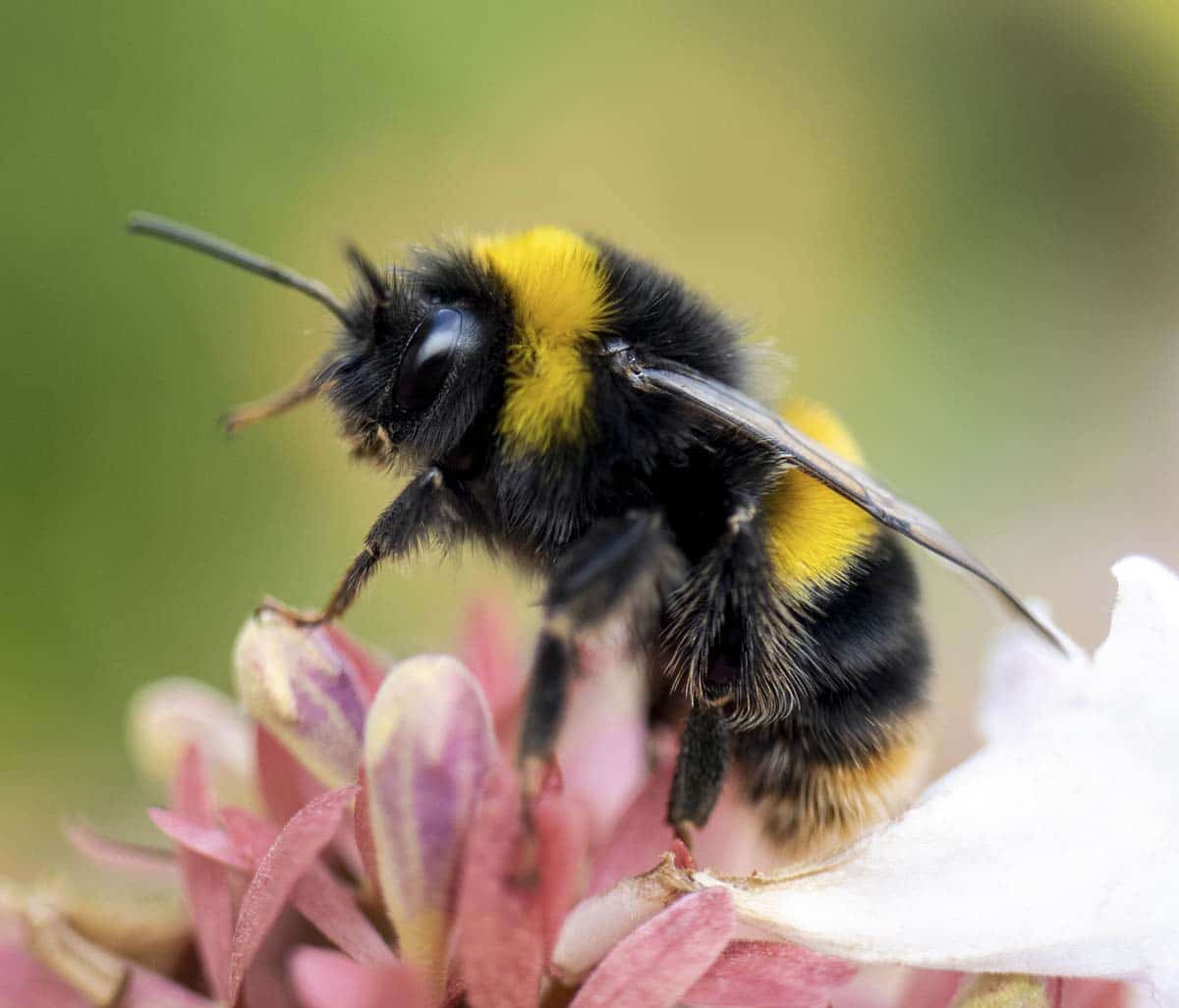 Balancing Bee Pest Control And Conservation