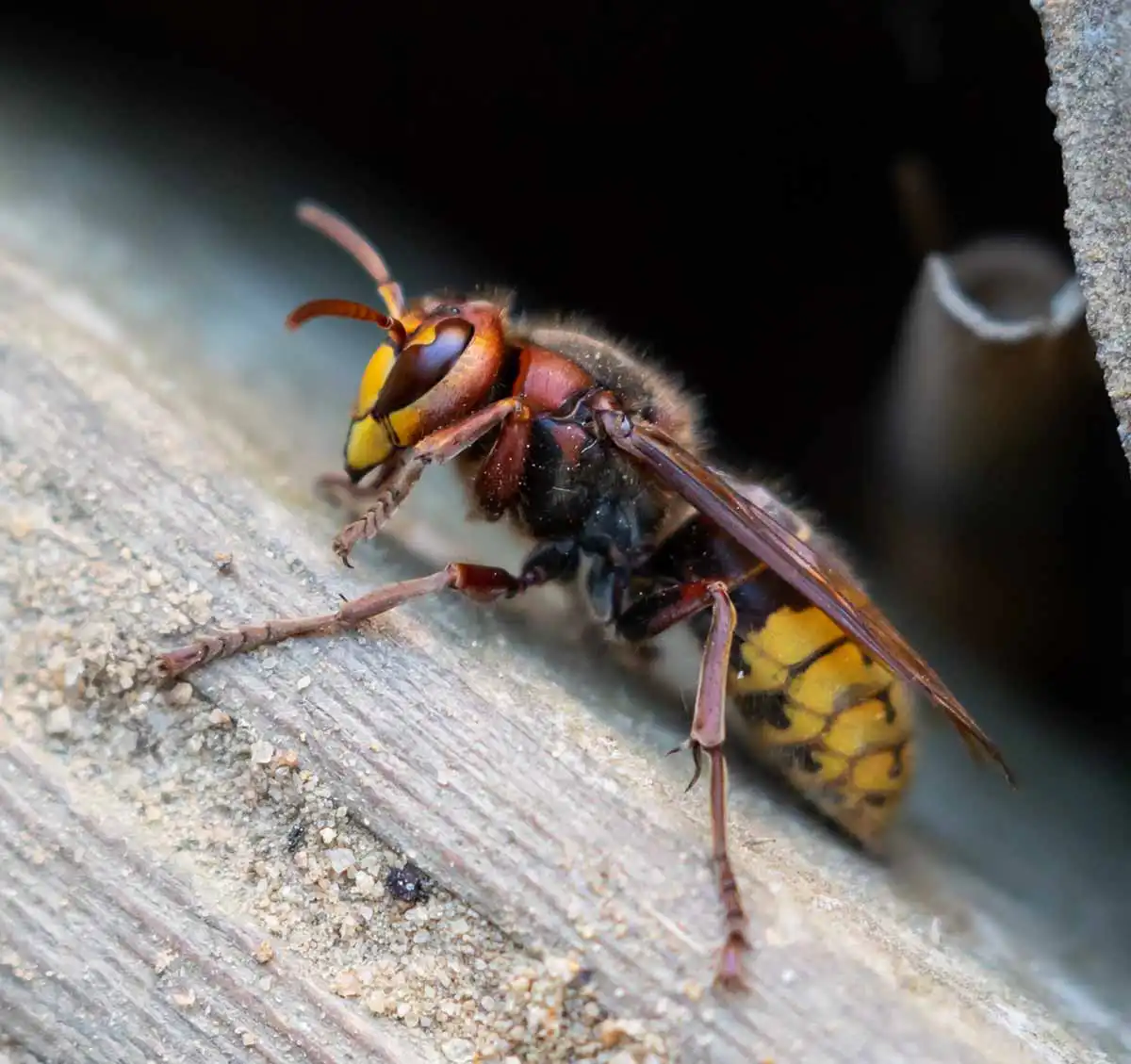 hornet pest removal services