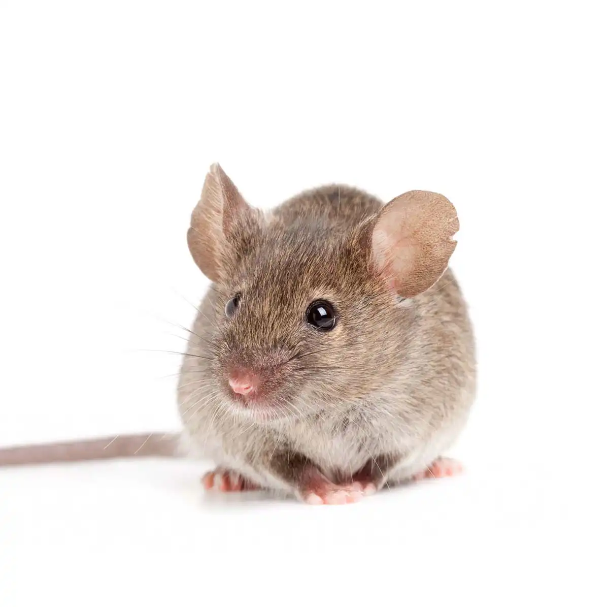 how to identify mice in home