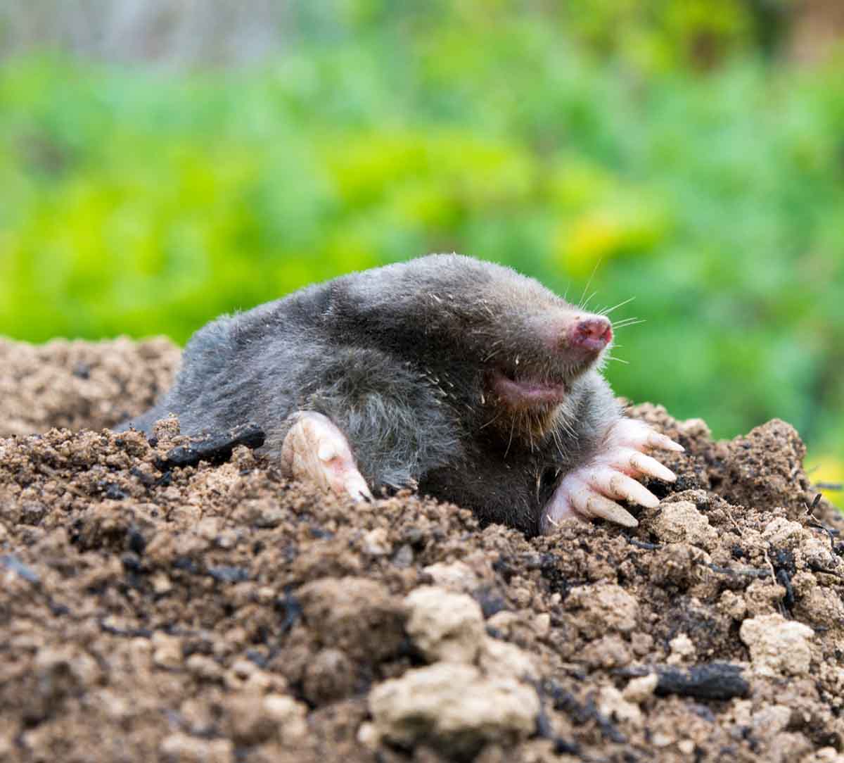 Mole Pest Control Services