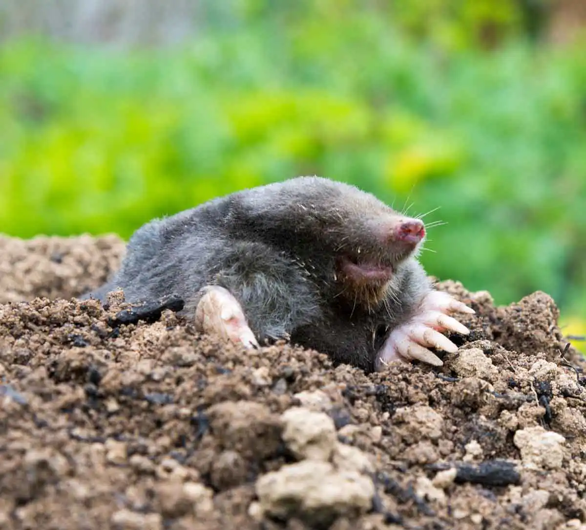 mole pest control services