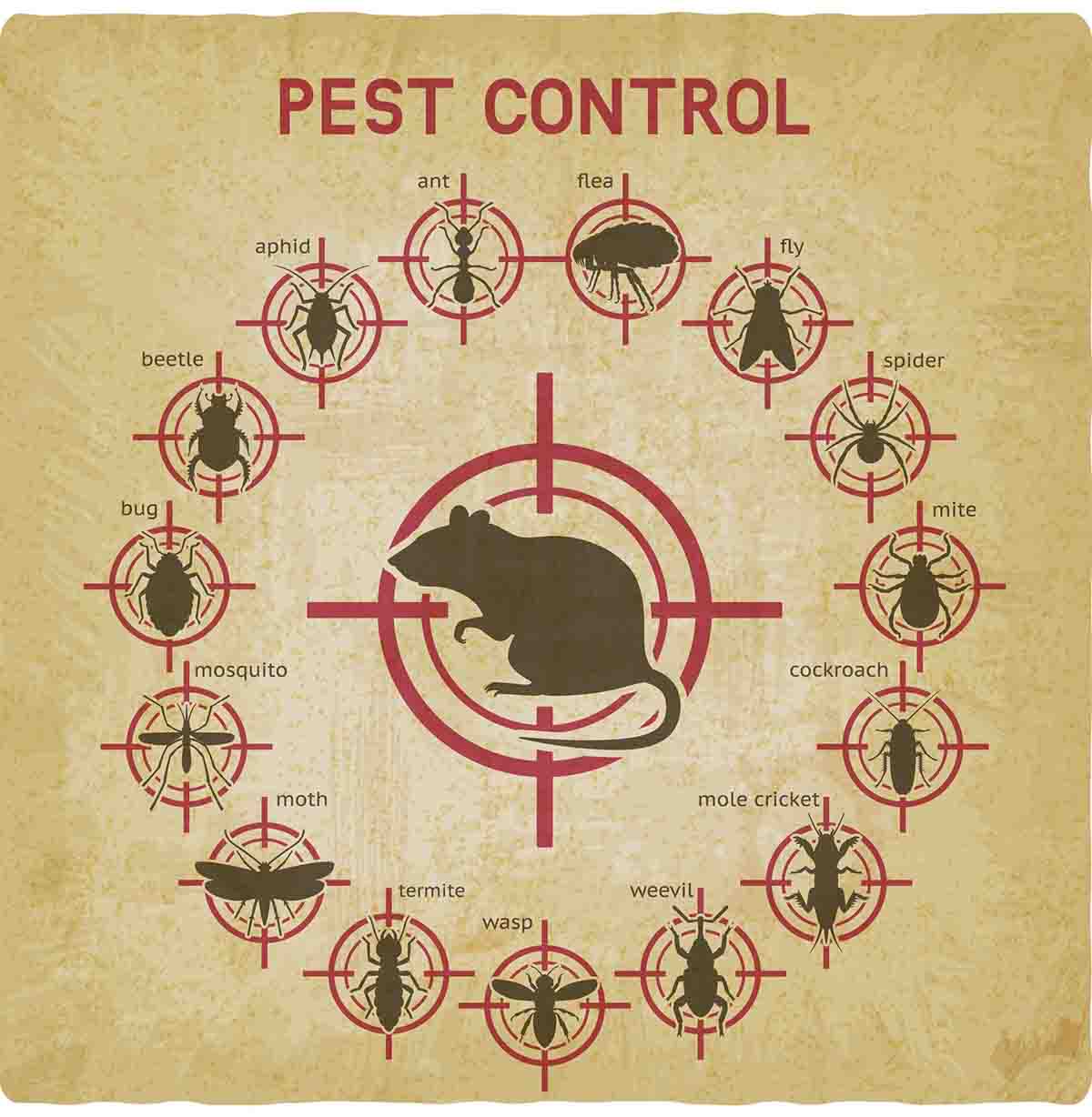 Pest Control St. Louis