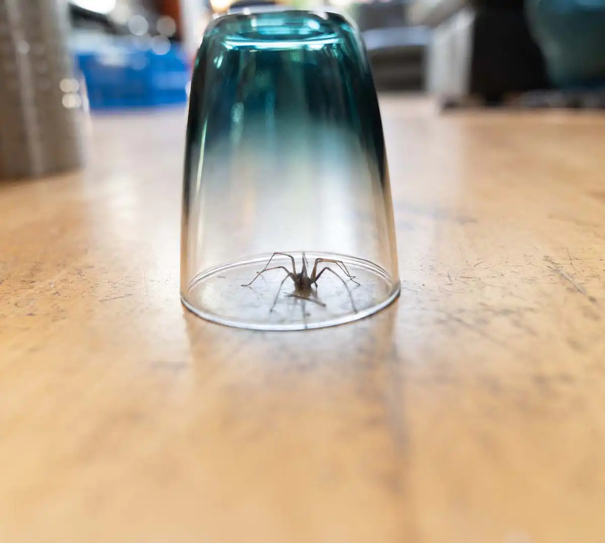 spider pest control services