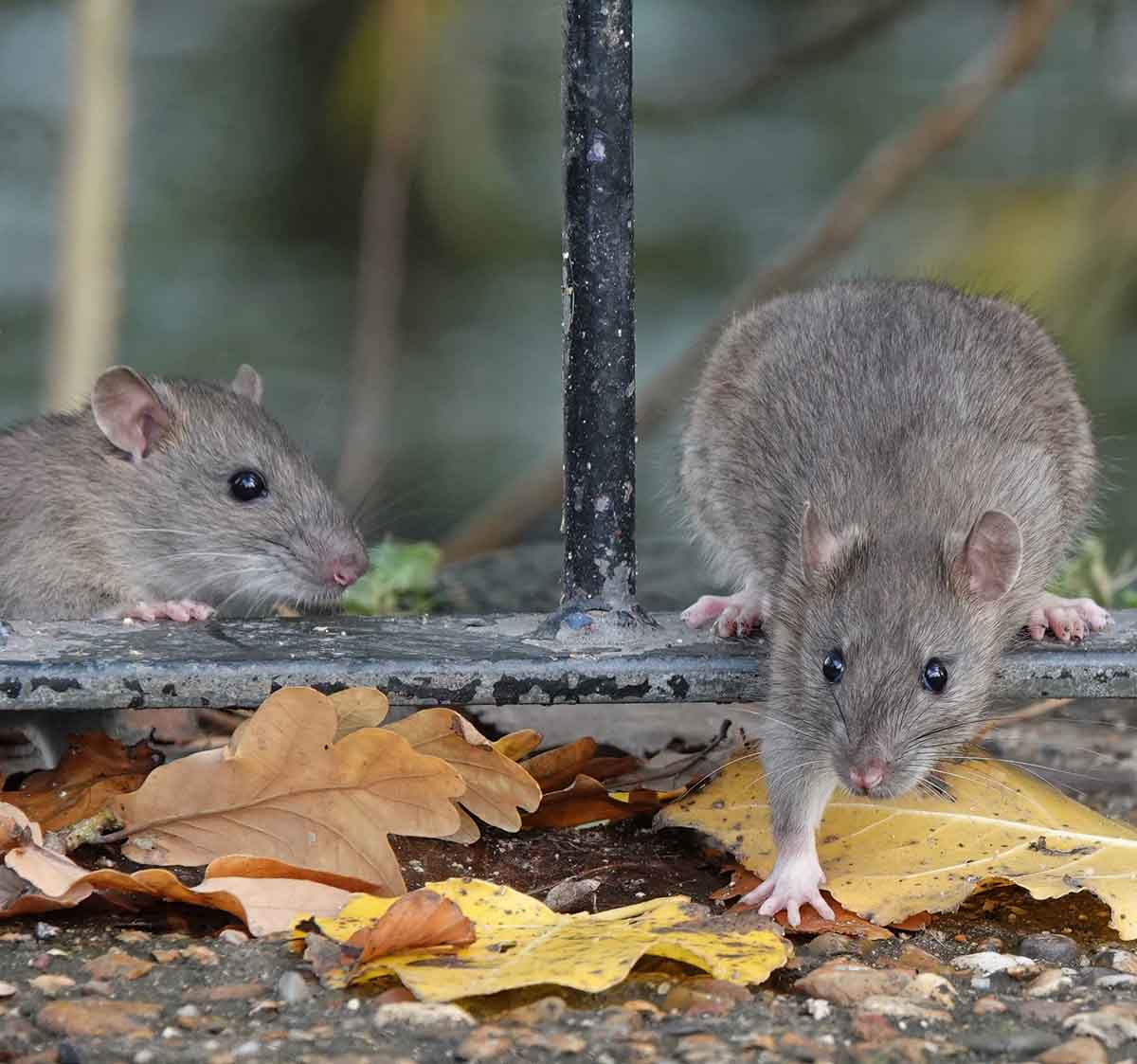 Bug and Rodent Exterminator