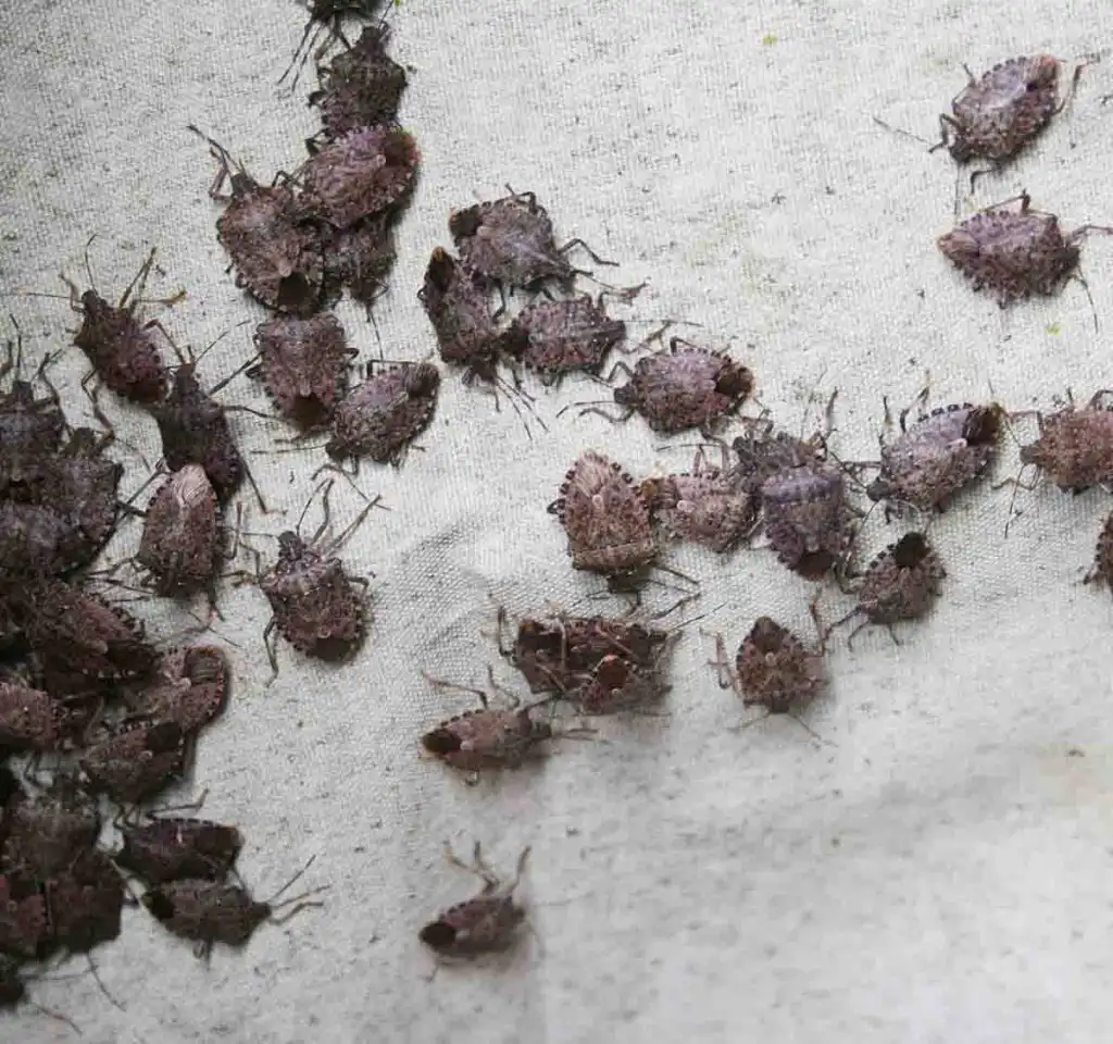 Stink Bug Removal St. Louis