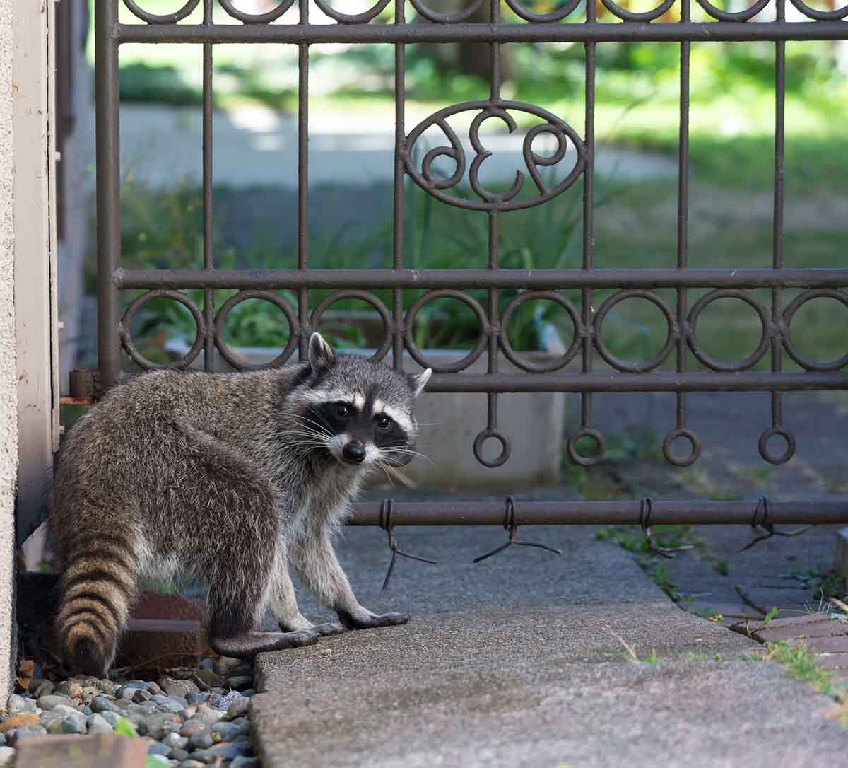 Raccoon Removal St. Louis