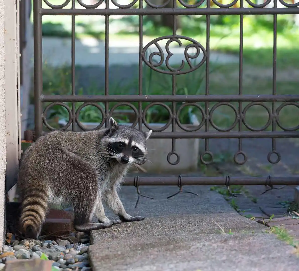 why are raccoons so hard to get rid of