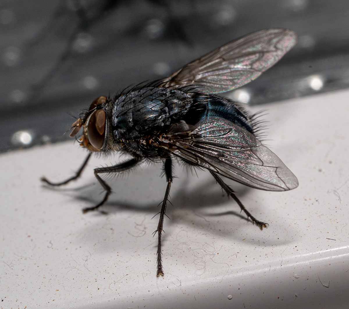 Cluster Fly Pest Control St. Louis