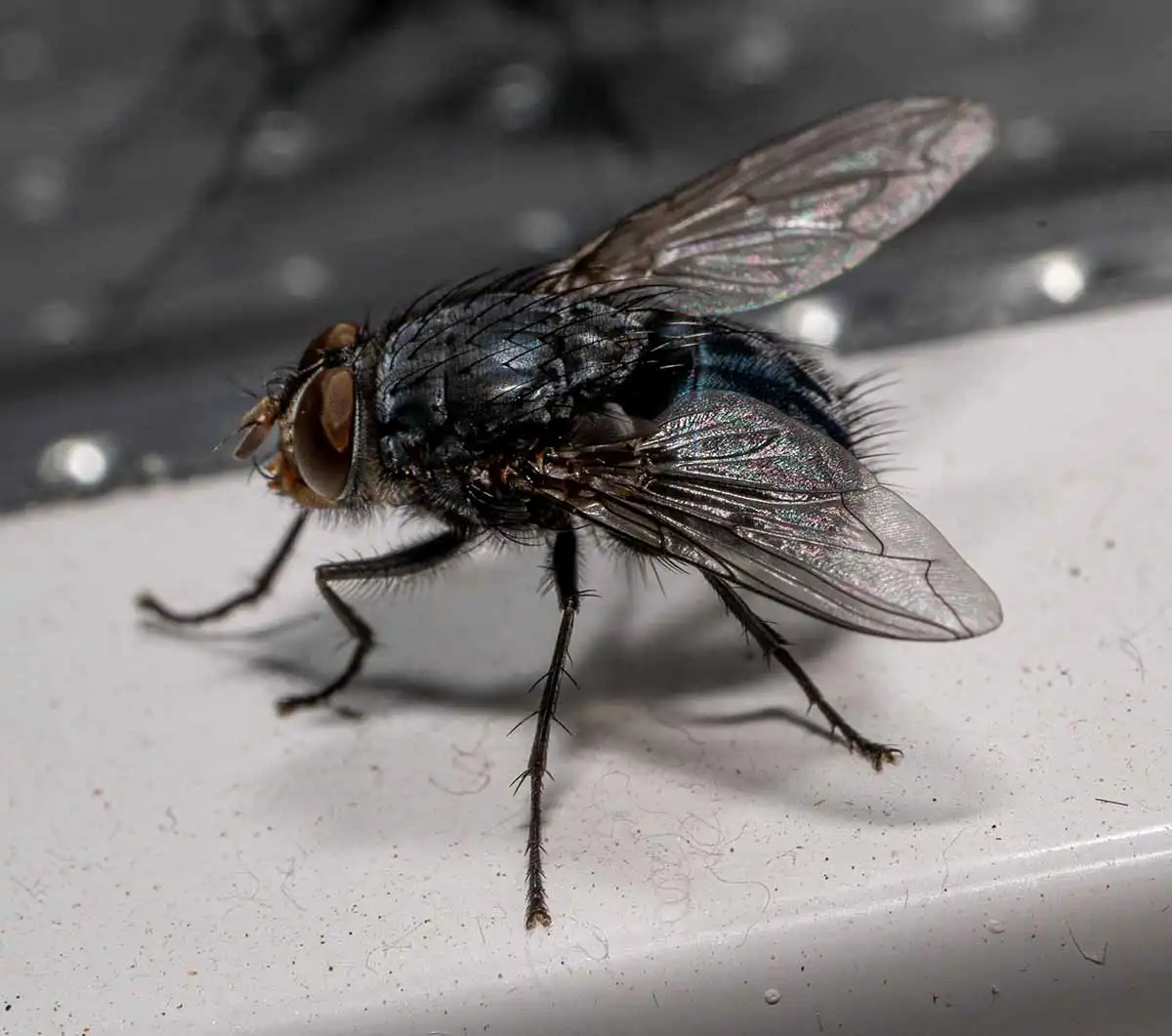 cluster fly pest control st louis
