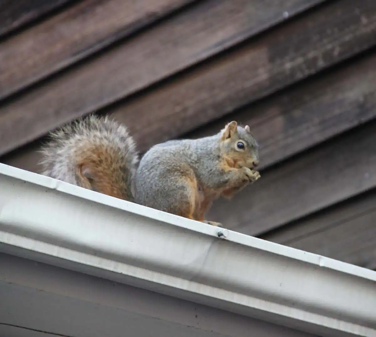 wildlife removal services st louis