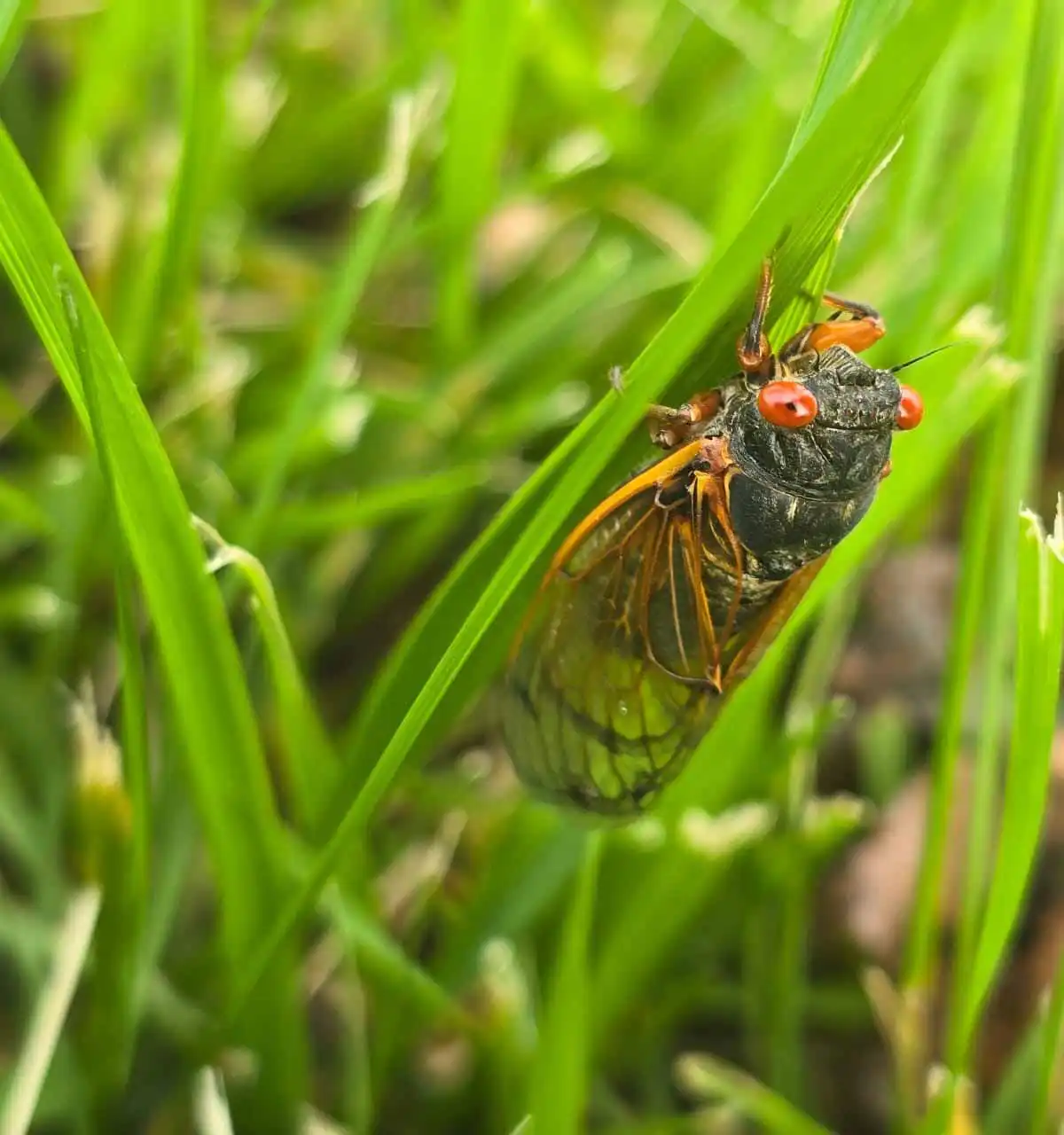 cicada pest control
