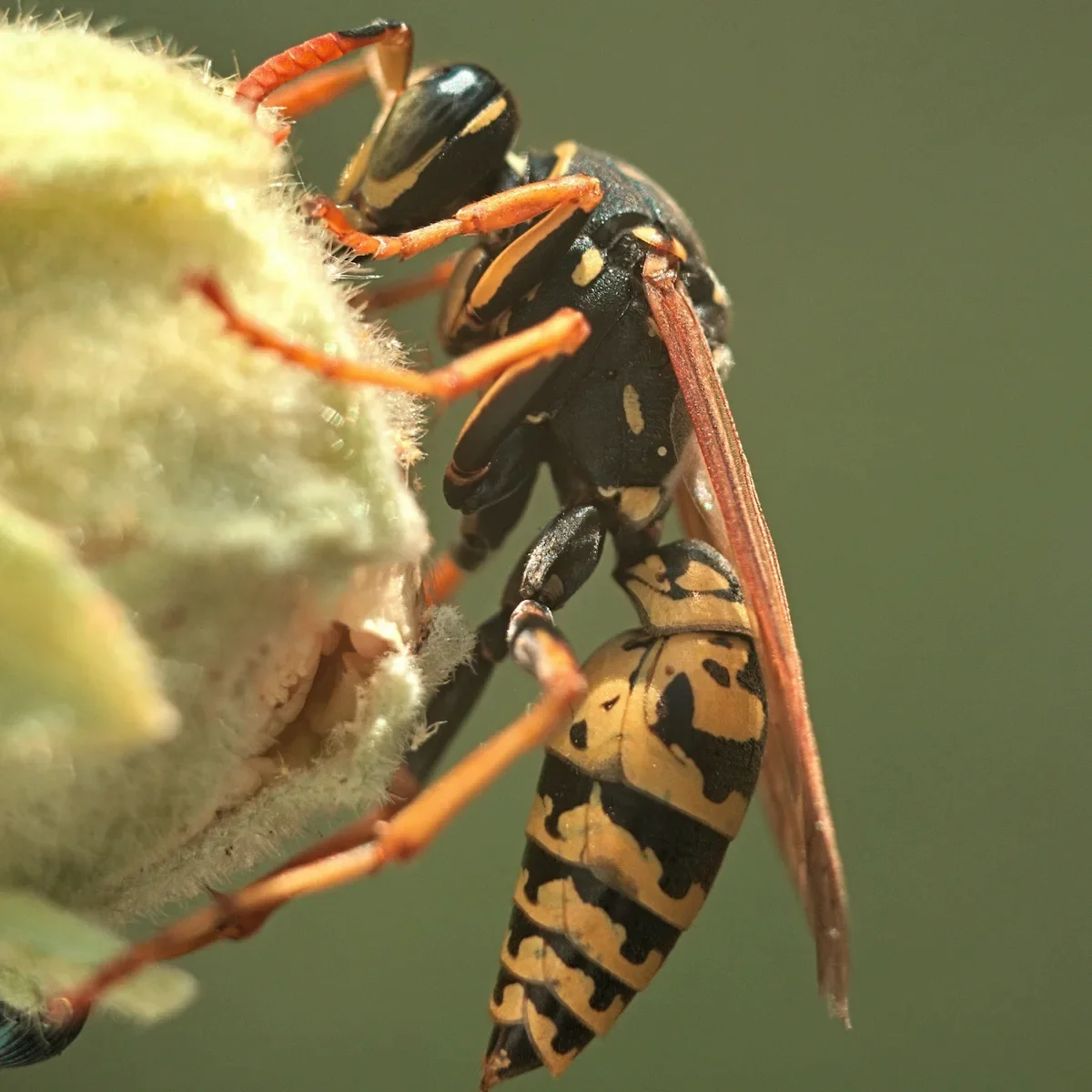 Identifying Common Stinging Insects Bees, Wasps, and Hornets