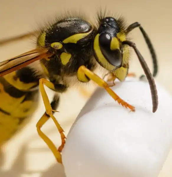 Identifying Common Stinging Insects Bees Wasps and Hornets