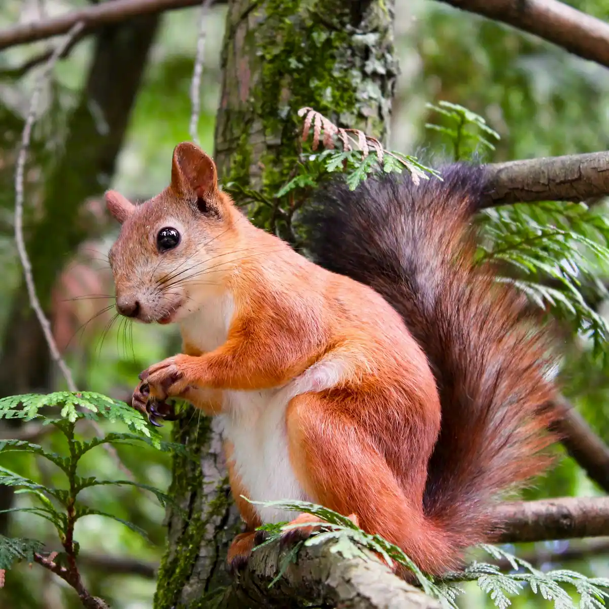 Signs of Squirrel Infestation What to Look For in Your Home