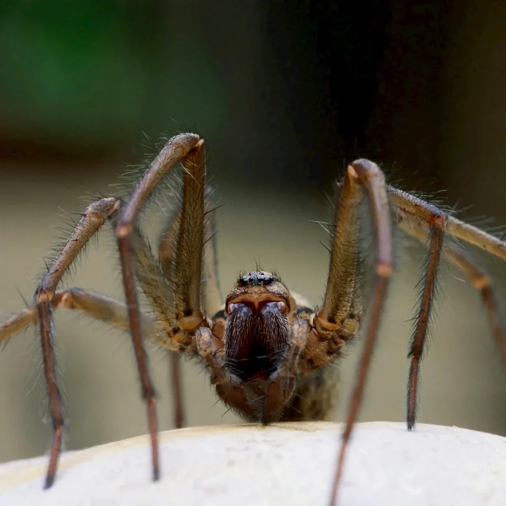 common missouri spiders