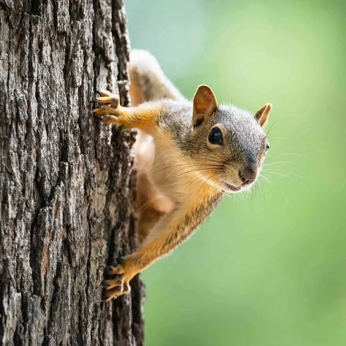 squirrel pest control edited