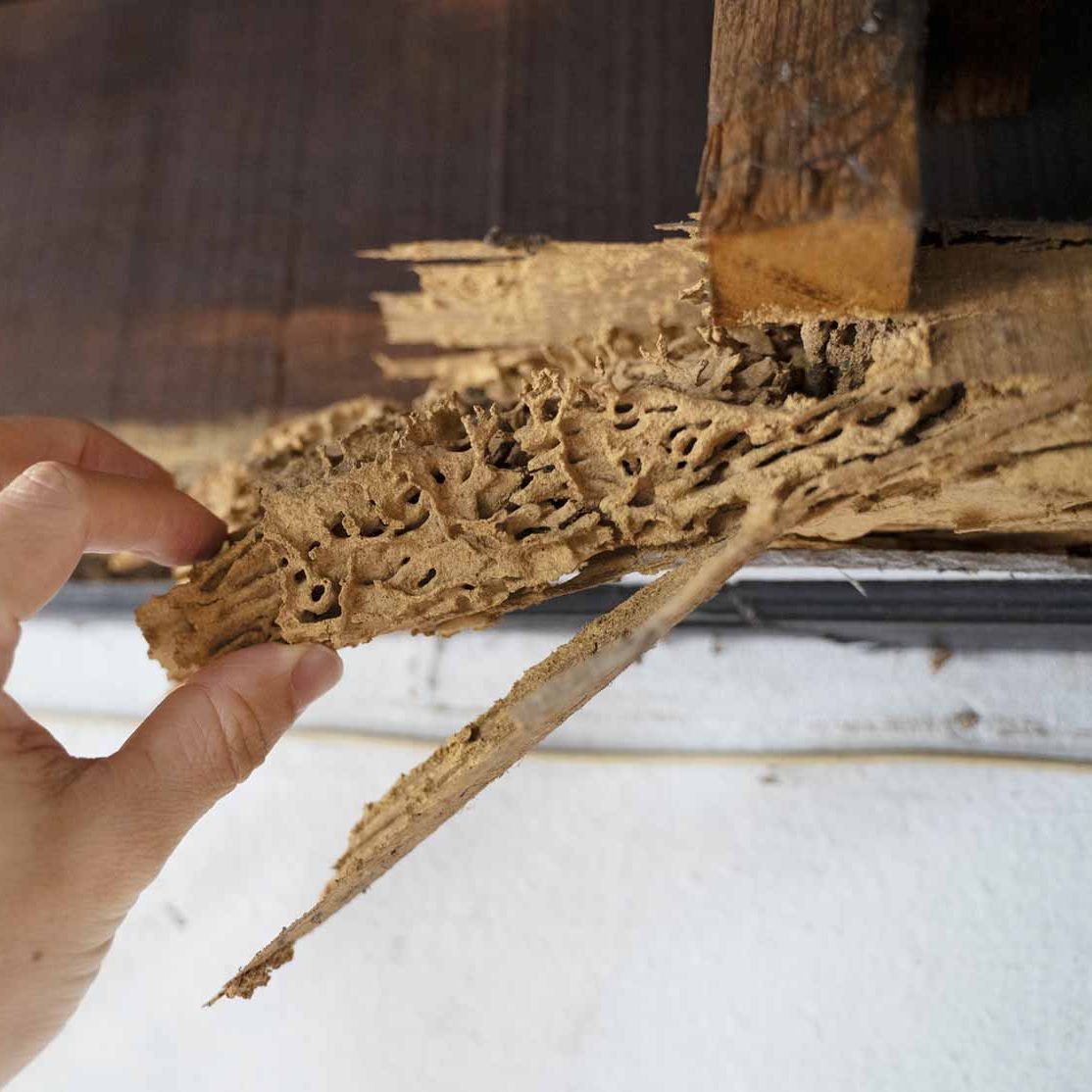 Termite Prevention and Treatment