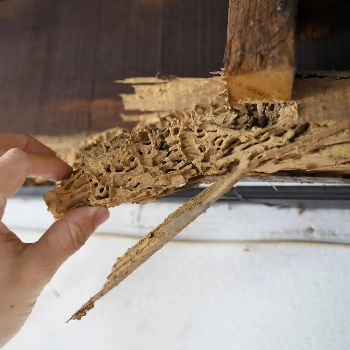 termite prevention and treatment edited