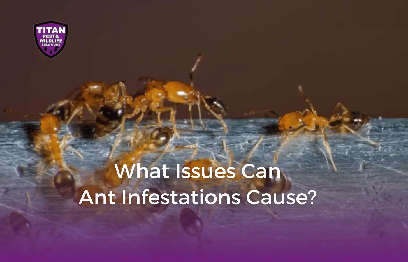 Titan Pest Wildlife Solutions Ants