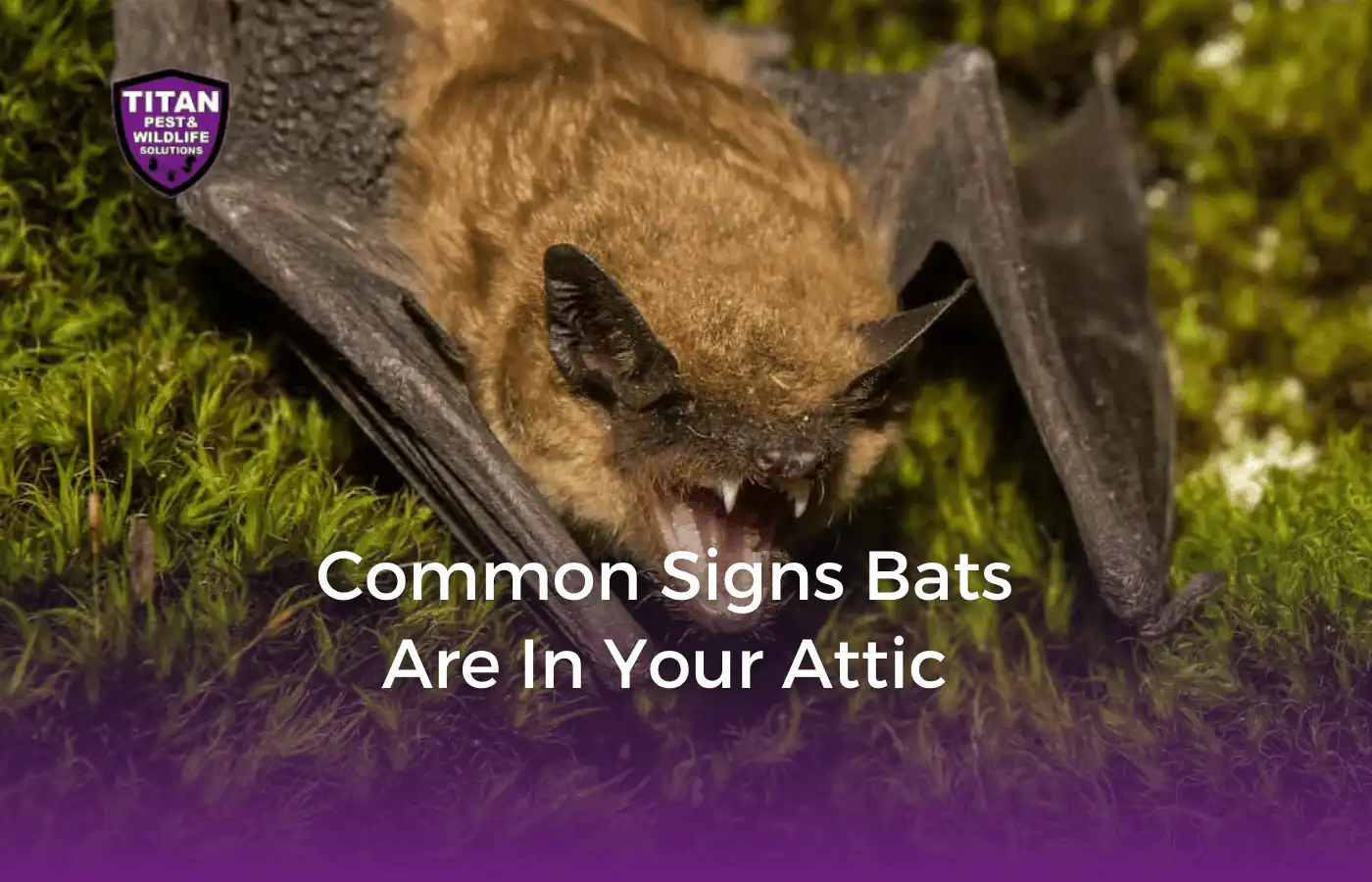 Titan Pest Wildlife Solutions Bat