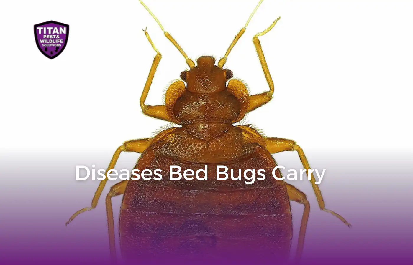 Titan Pest Wildlife Solutions Bed Bug