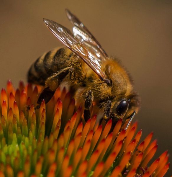 Different Kind of Bees