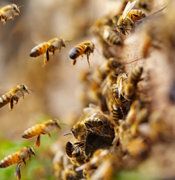 Eco friendly Bee Extermination Methods
