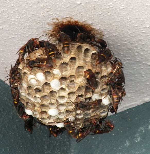 What Attracts Wasps to Your Property