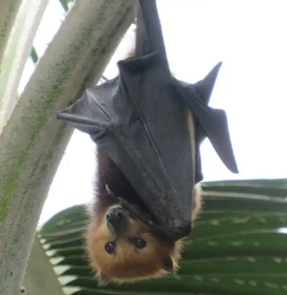 Why You Shouldnt Ignore Bat Activity in Your Home